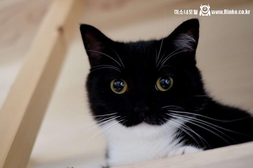 이 누나어떰_114113_1.jpg