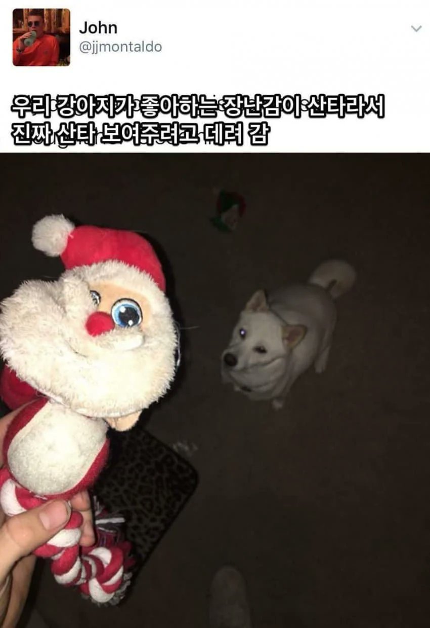 우리 강아지가 좋아하는 장난감이 산타라서.jpg