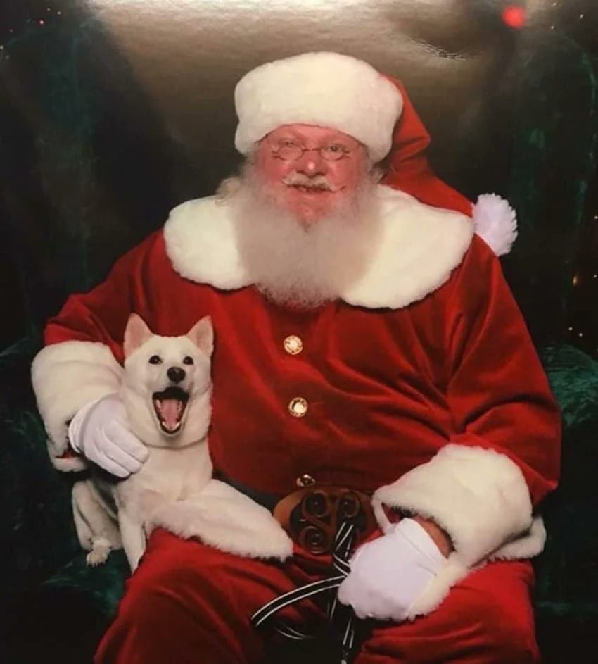 우리 강아지가 좋아하는 장난감이 산타라서.jpg