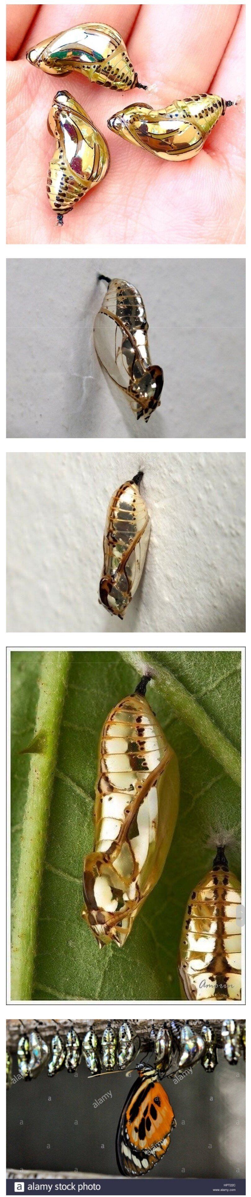 Screenshot_20200223-113745_Samsung Internet (1).jpg