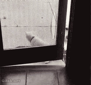 externalFile (13).gif