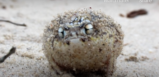 우는 소리가 병아리같은 개구리.jpg