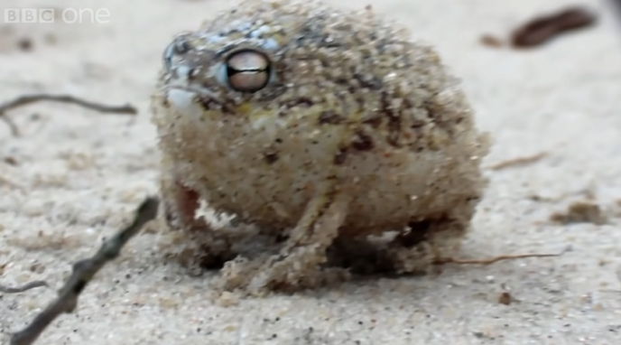 20210905_221144.png 우는 소리가 병아리같은 개구리.jpg