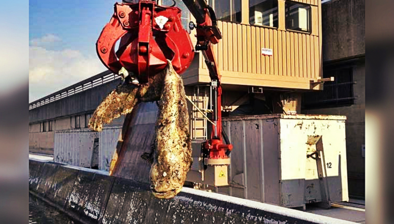outdoorhub-photo-7-foot-giant-catfish-clogs-hydroelectric-dam-in-austria-2016-02-12_15-33-18-880x568-1270x724_c.png 사람도 잡아먹는 괴물 메기