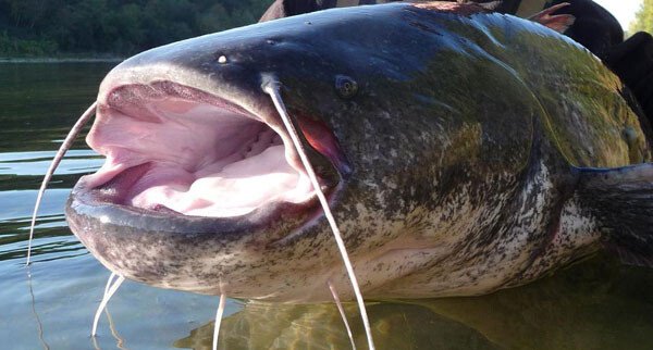 wels-catfish.jpg 사람도 잡아먹는 괴물 메기