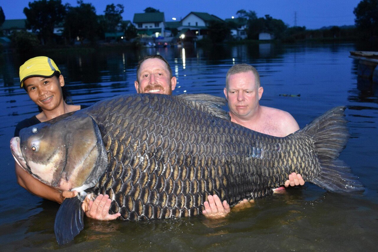 giant-carp-2000.jpg 사람도 잡아먹는 괴물 메기