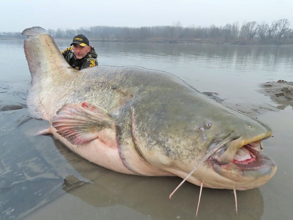 meet-the-wells-catfish-2.jpg 사람도 잡아먹는 괴물 메기