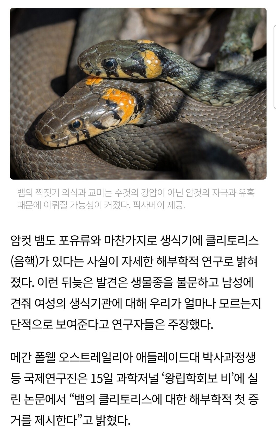 Screenshot_20221216-104125_Chrome.jpg 최근 암컷 뱀에게 새롭게 발견된 성적 기관