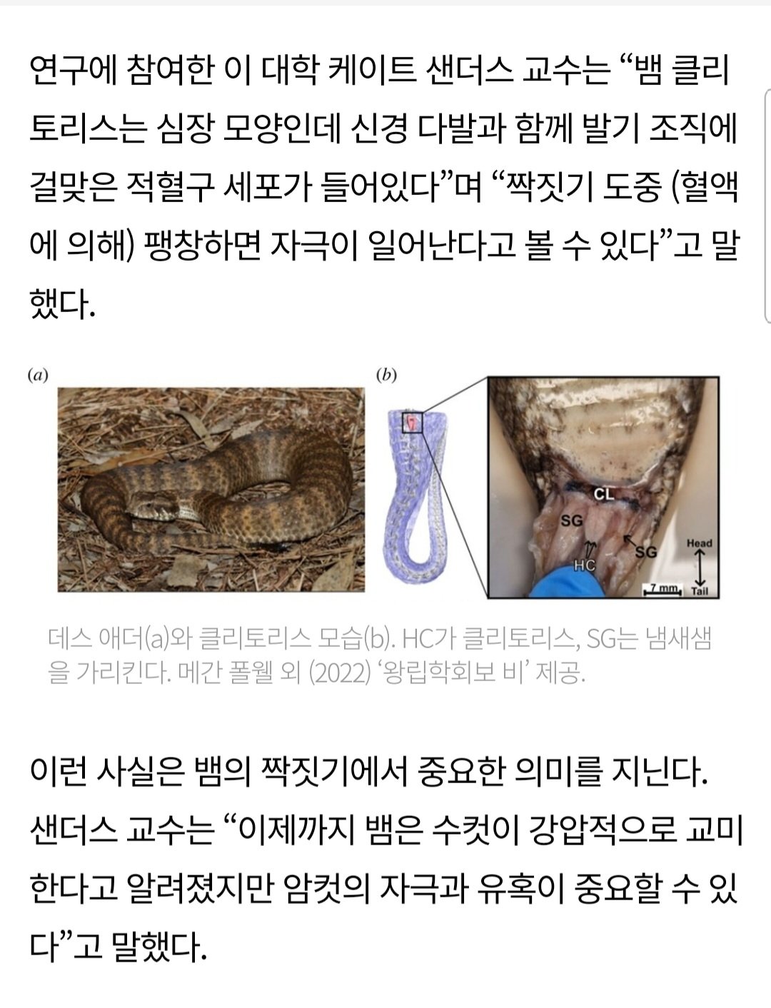 Screenshot_20221216-104141_Chrome.jpg 최근 암컷 뱀에게 새롭게 발견된 성적 기관