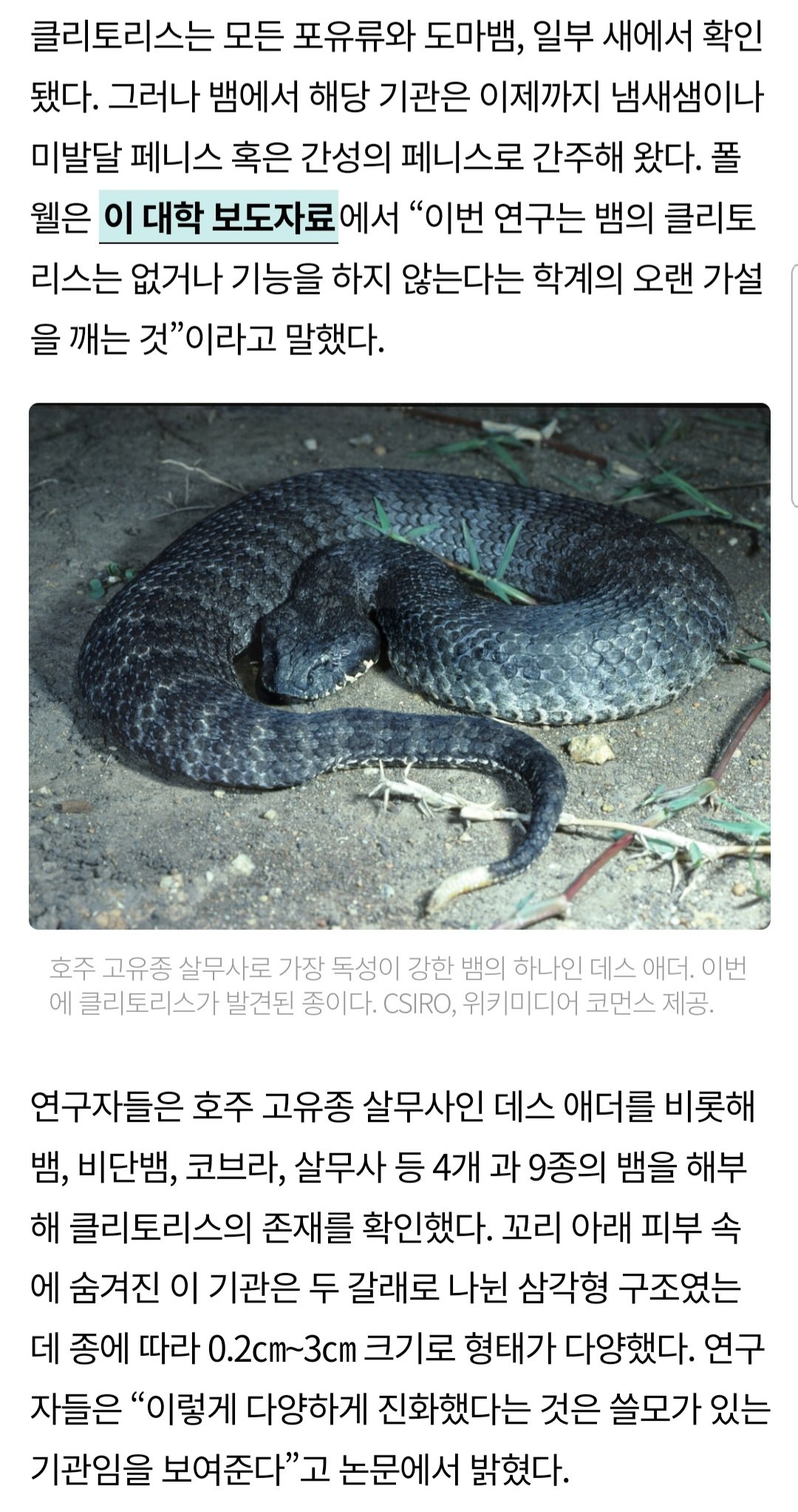 Screenshot_20221216-104131_Chrome.jpg 최근 암컷 뱀에게 새롭게 발견된 성적 기관