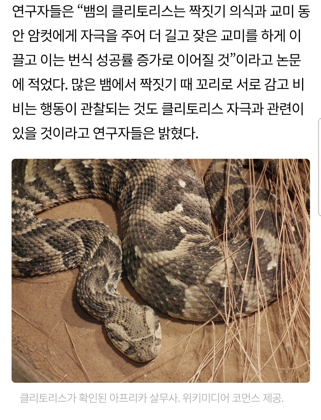 Screenshot_20221216-104149_Chrome.jpg 최근 암컷 뱀에게 새롭게 발견된 성적 기관