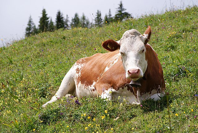 Cow_(Fleckvieh_breed)_Oeschinensee_Slaunger_2009-07-07.jpg 아르헨티나 최악의 근황... 국가가 박살나버린 이유..