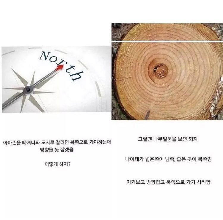 10대 여고생의 아마존 생존기.jpg