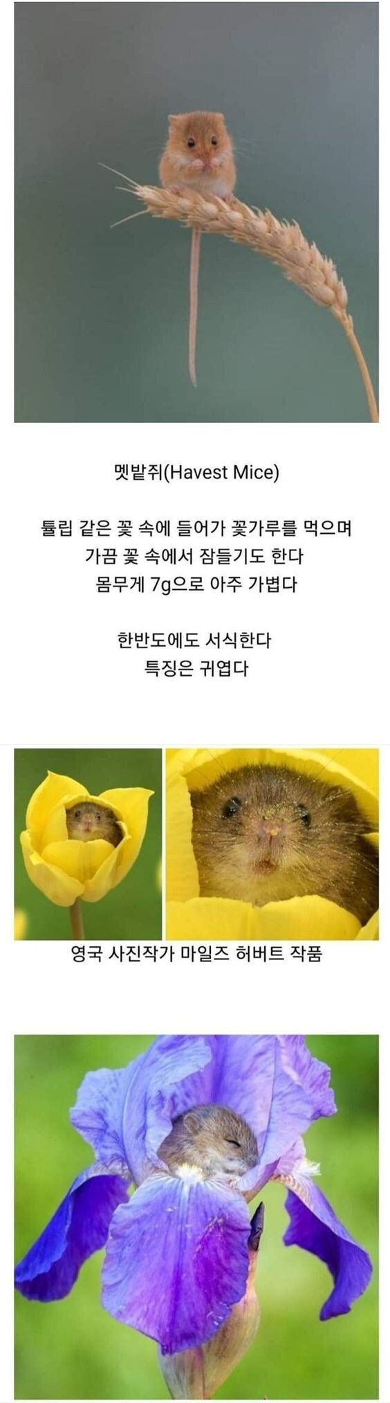 f823f3275e9b17649aeffc2c535dc3aa.jpeg 한반도에 서식하는 커여움1티어 들쥐.jpg
