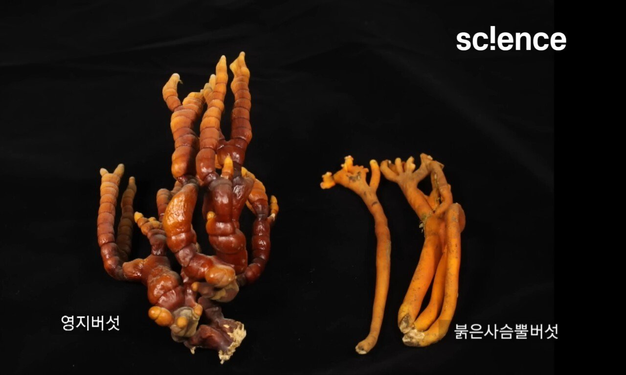 Screenshot_20231017_222714_YouTube.jpg 독버섯을 먹고 머리카락이 다 빠져버린 노부부.jpg