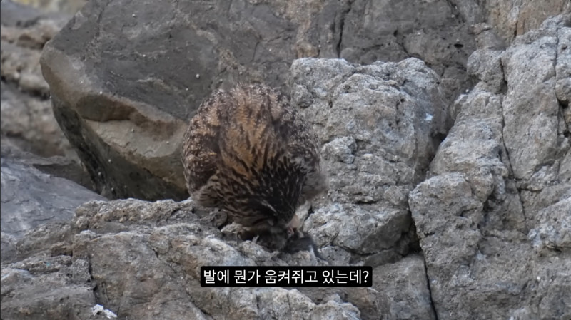 길고양이들을 잡아먹기 시작한 수리부엉이들(고양이 시체 주의)1.jpg