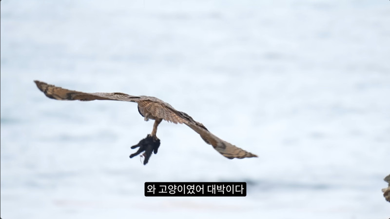 길고양이들을 잡아먹기 시작한 수리부엉이들(고양이 시체 주의)3.jpg