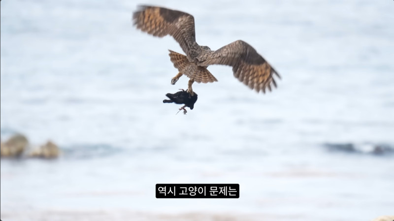 길고양이들을 잡아먹기 시작한 수리부엉이들(고양이 시체 주의)4.jpg