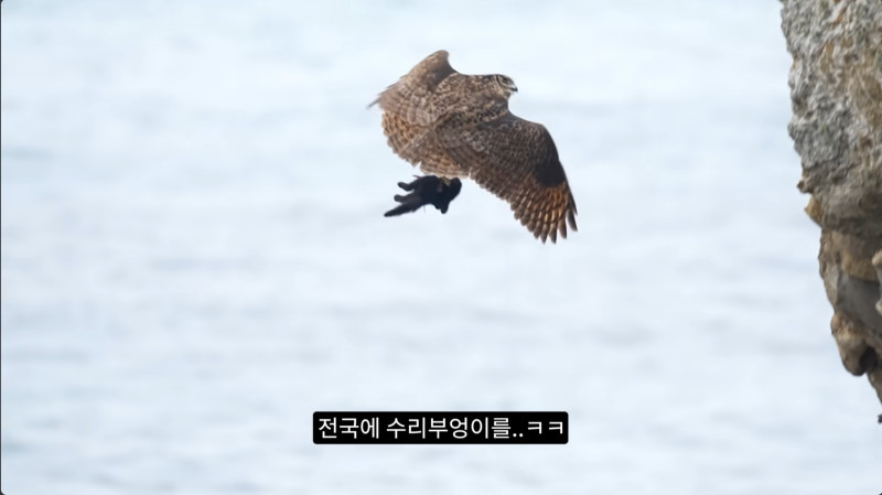 길고양이들을 잡아먹기 시작한 수리부엉이들(고양이 시체 주의)5.jpg