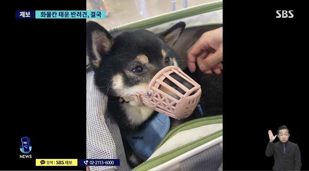 항공기 화물칸 반려동물 폐사3.jpg