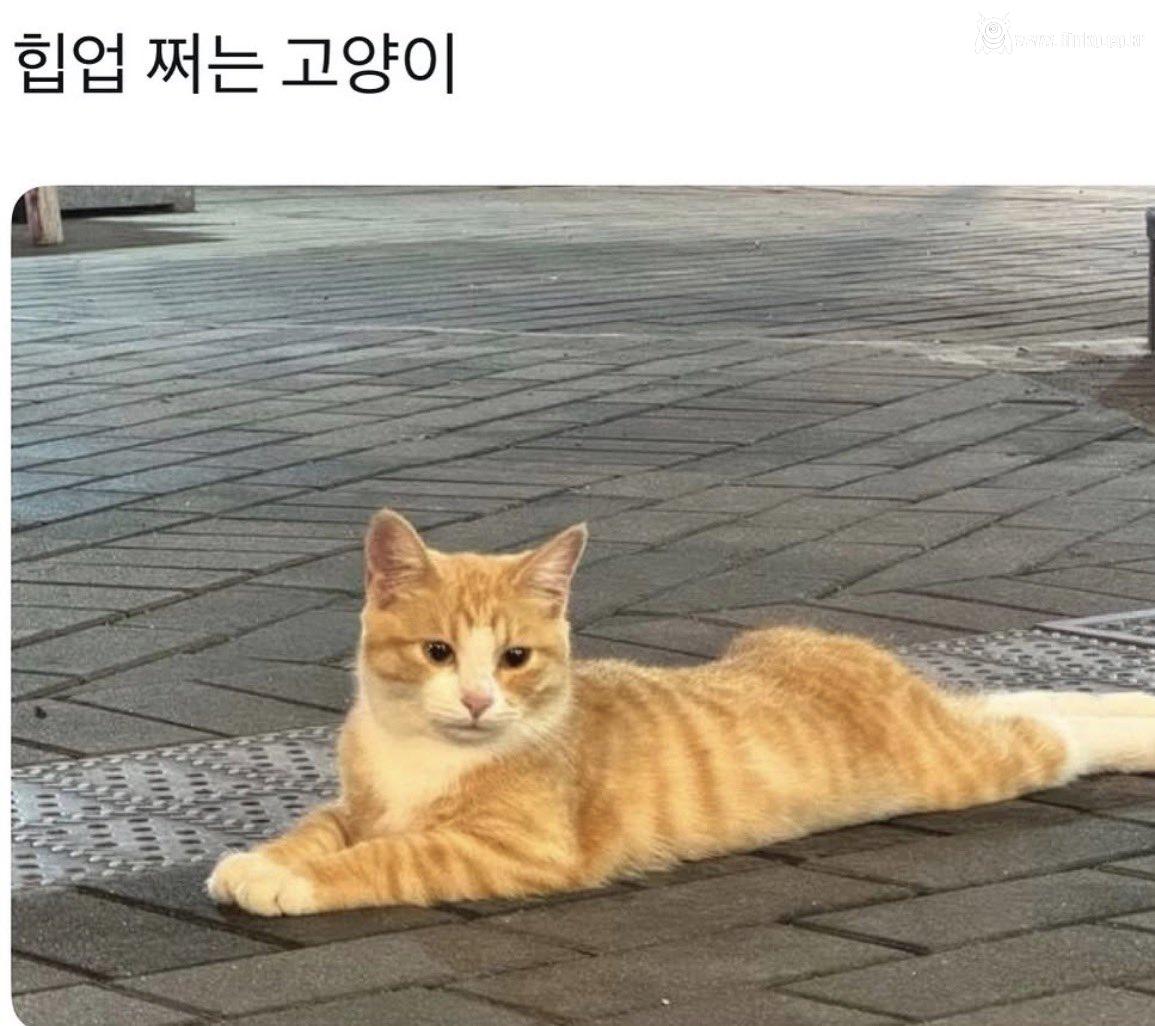 힙업 쩌는 요망한 암컷 ㄷㄷㄷ