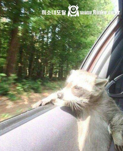 동탄 피규어 새로운 버전 등장