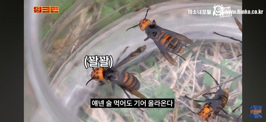 그냥 벌이랑 클라스가 다른 장수말벌