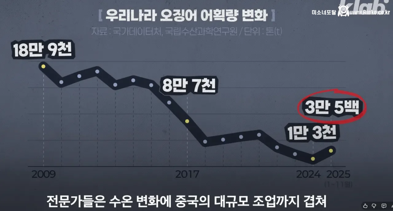 요즘 오징어가 비싸진 이유