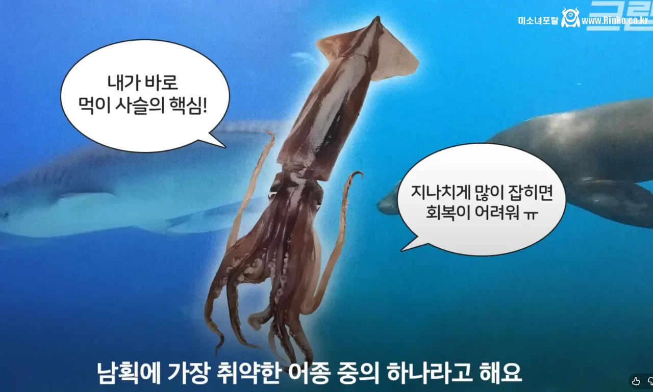 요즘 오징어가 비싸진 이유