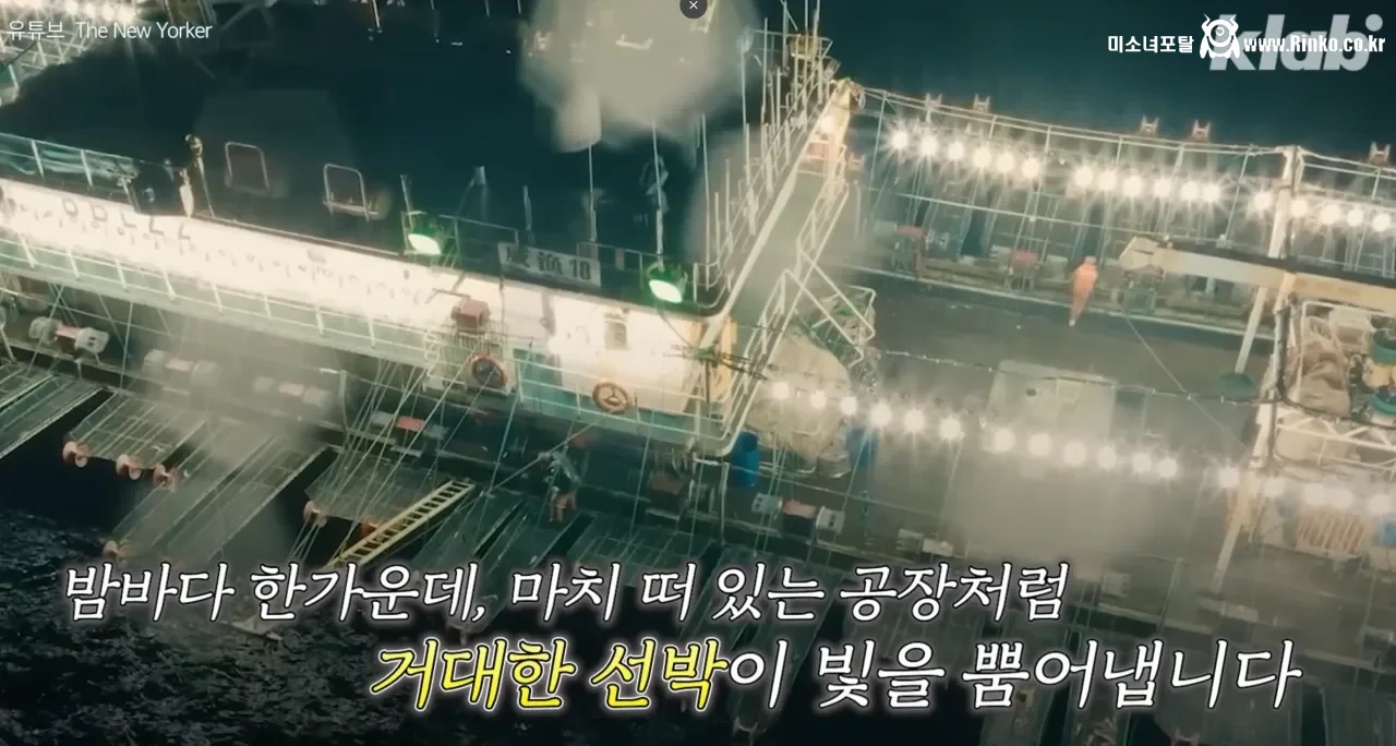 요즘 오징어가 비싸진 이유