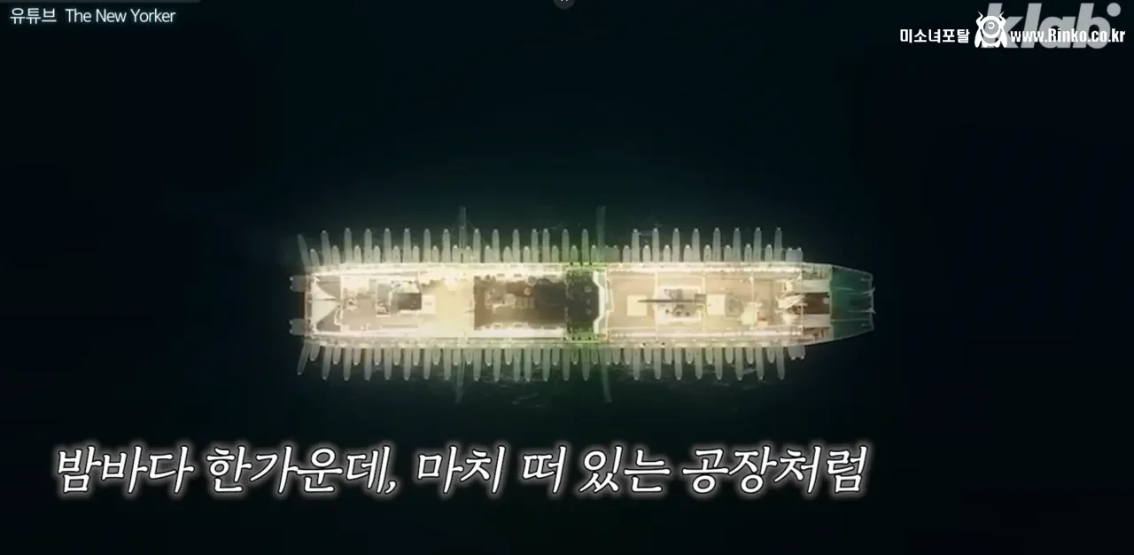 요즘 오징어가 비싸진 이유