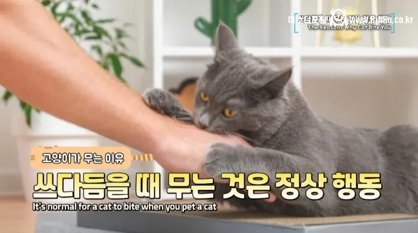 수의사가 말하는 고양이가 무는 이유
