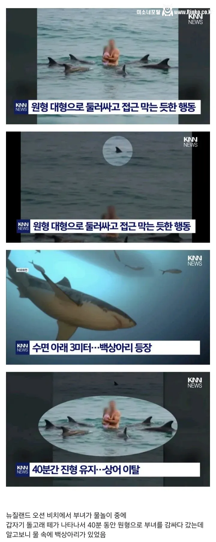 원형 대형으로 백상아리 막아준 돌고래 무리 ㄷㄷ