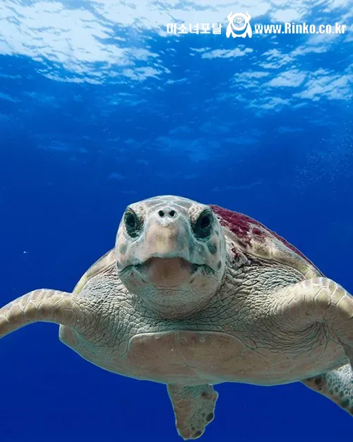 6시간동안 바다거북을 타고 살아남은 남자