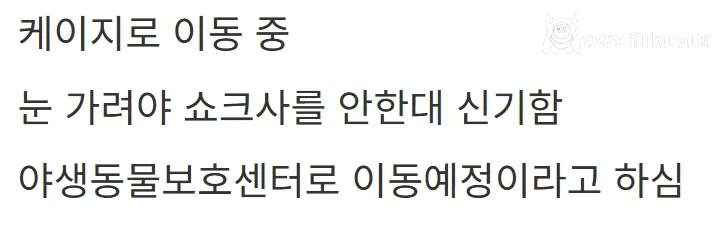 새해 초부터 고라니와 교통사고 난 디씨인