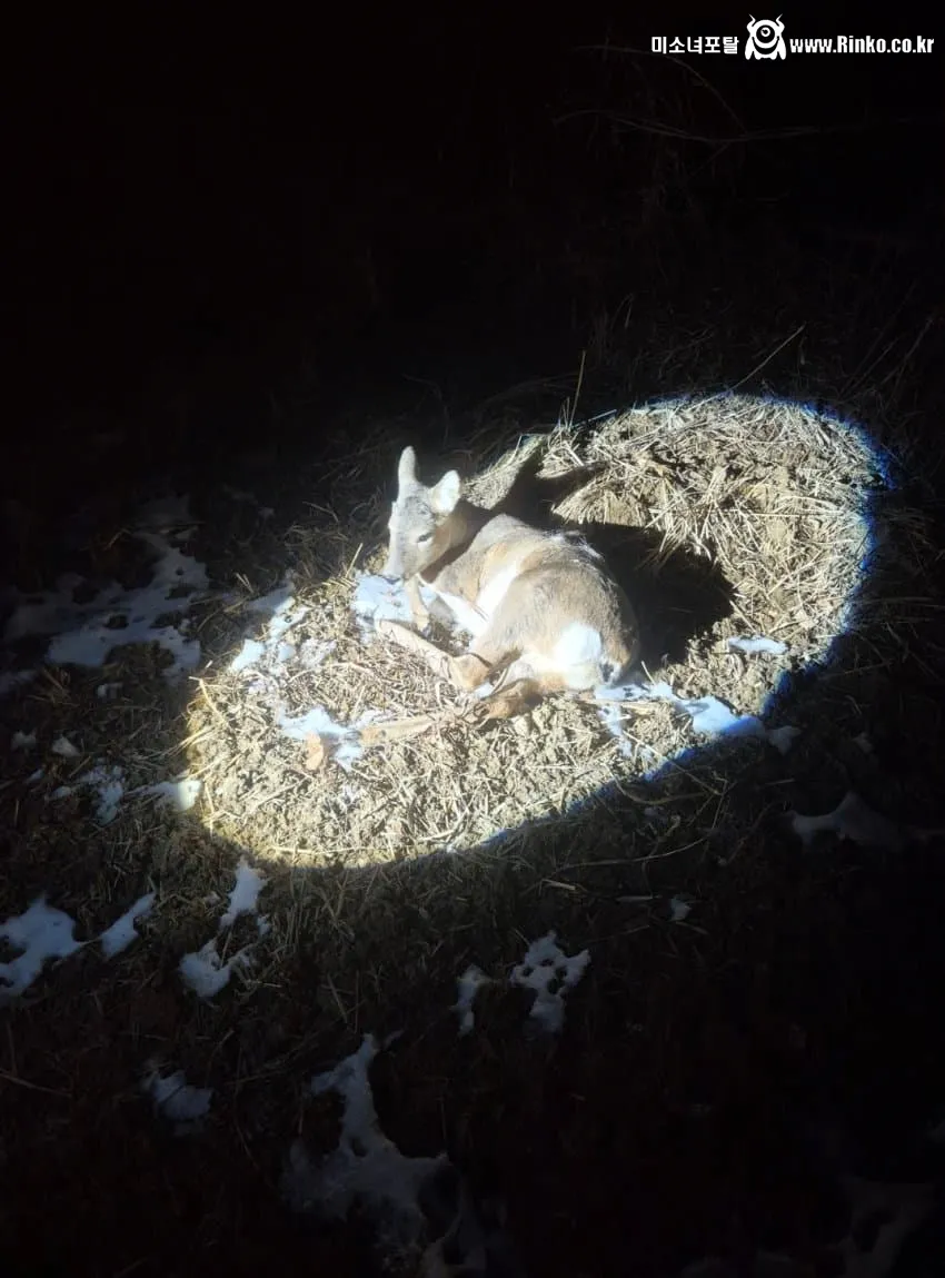 새해 초부터 고라니와 교통사고 난 디씨인