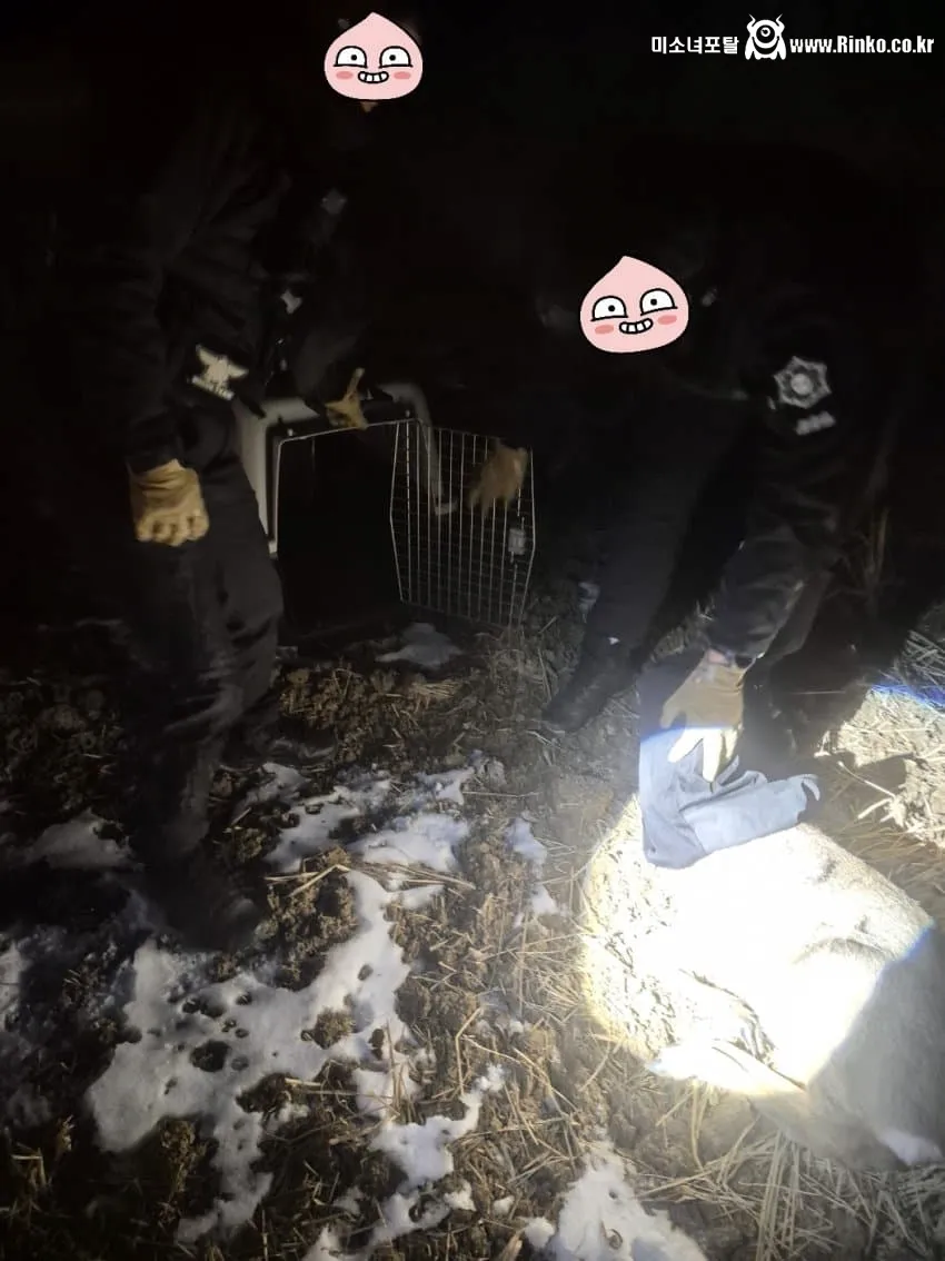 새해 초부터 고라니와 교통사고 난 디씨인