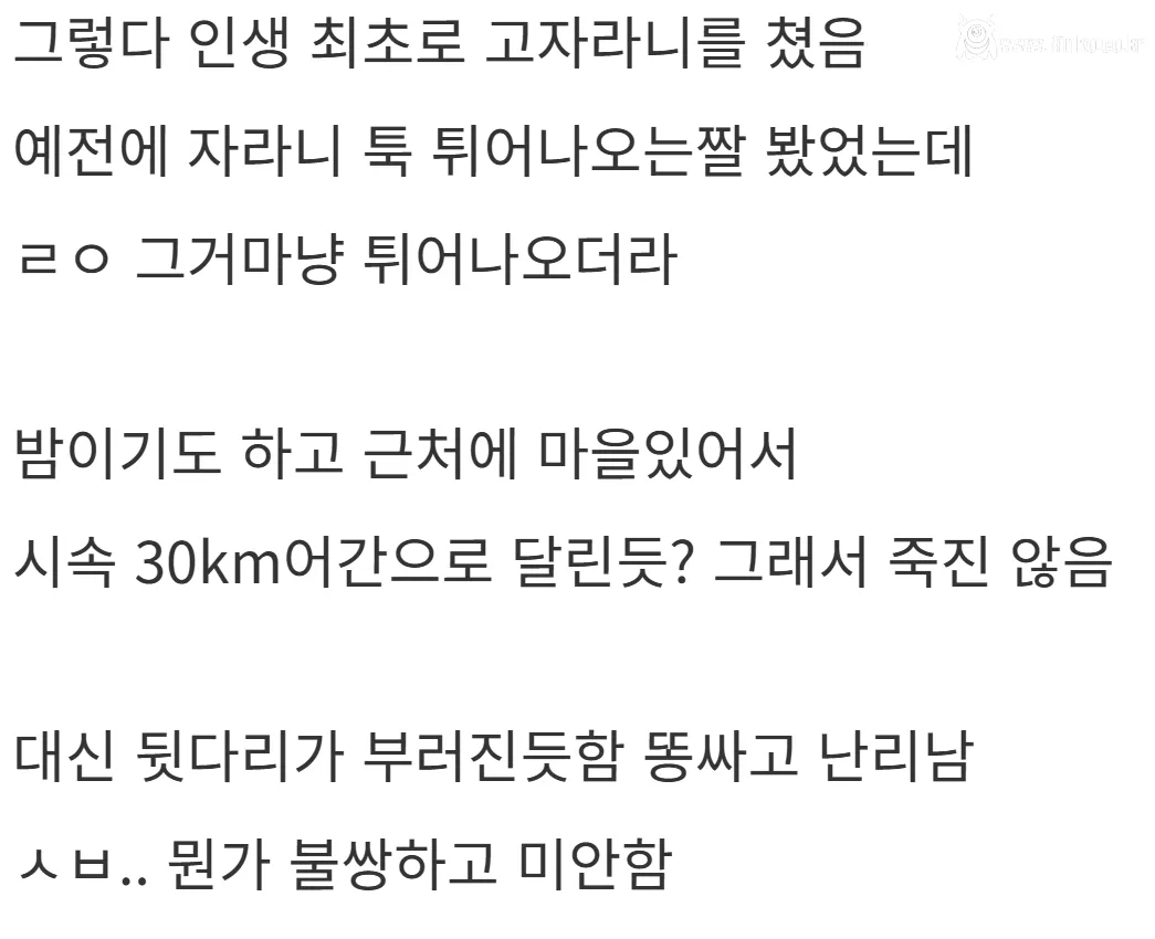 새해 초부터 고라니와 교통사고 난 디씨인