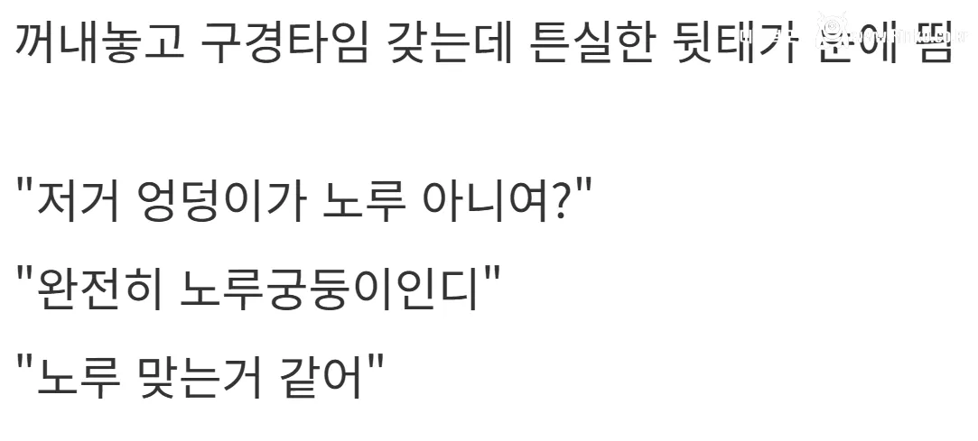 새해 초부터 고라니와 교통사고 난 디씨인