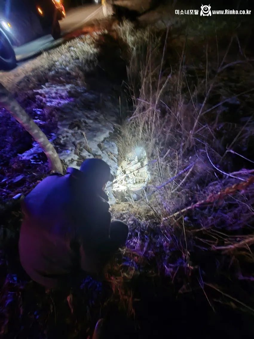 새해 초부터 고라니와 교통사고 난 디씨인