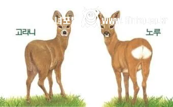 새해 초부터 고라니와 교통사고 난 디씨인