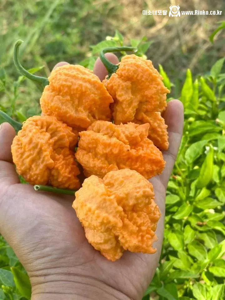 어떻게 고추가 치킨처럼 생김?