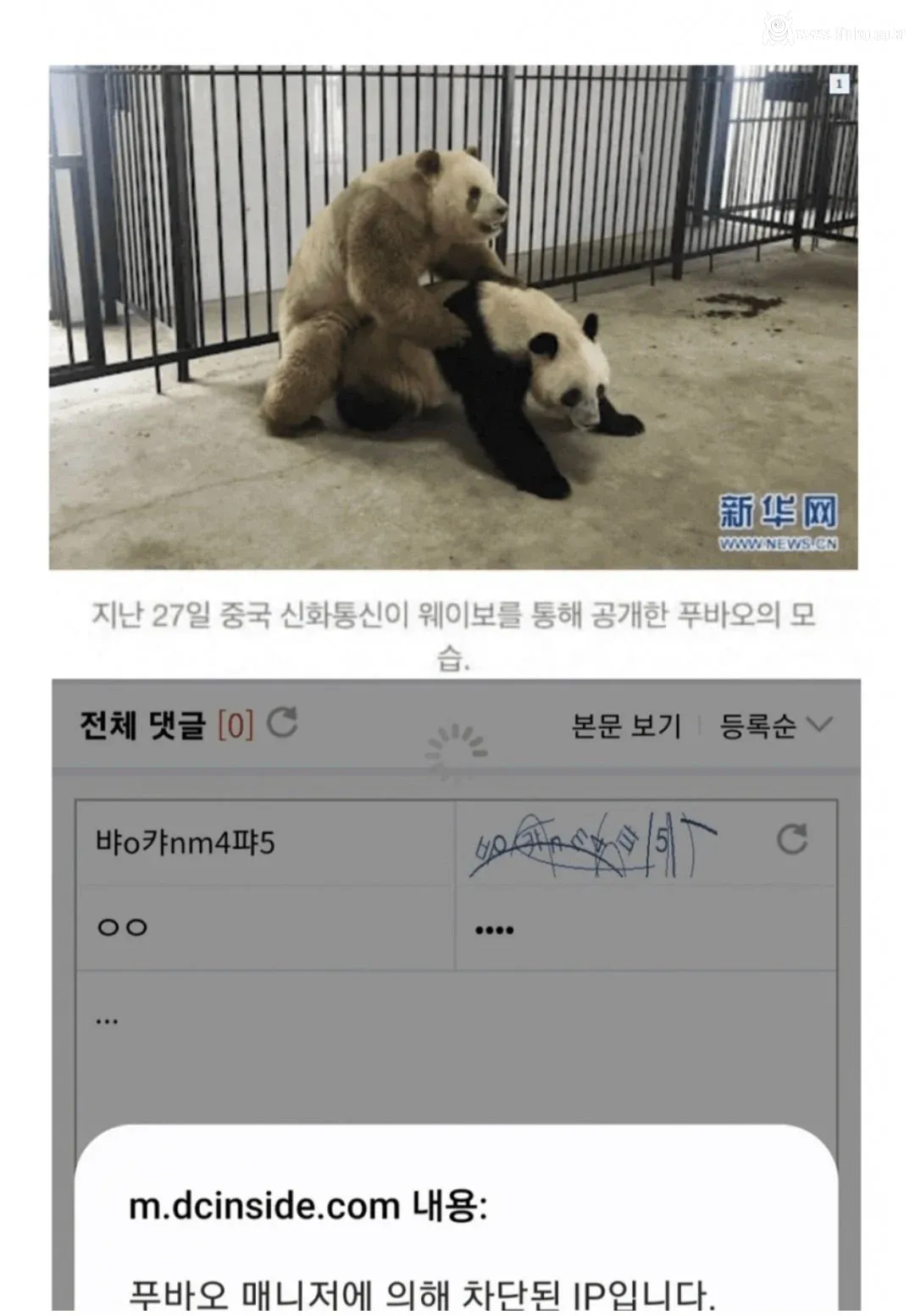 한국으로 돌아온다는 푸바오 근황