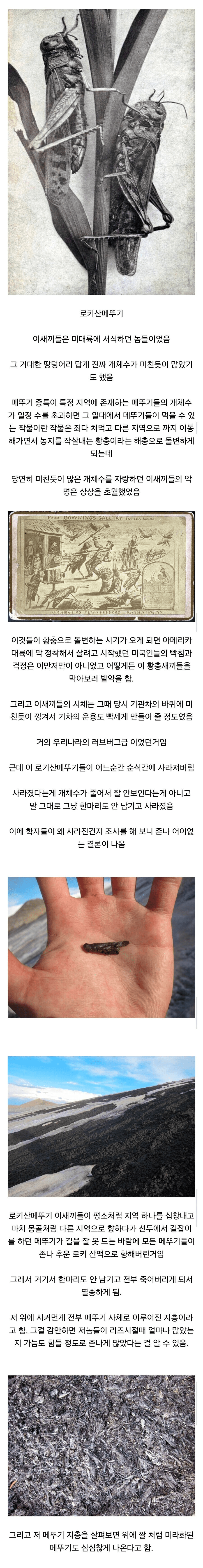 멸종 원인이 가장 골때리는 곤충 원탑
