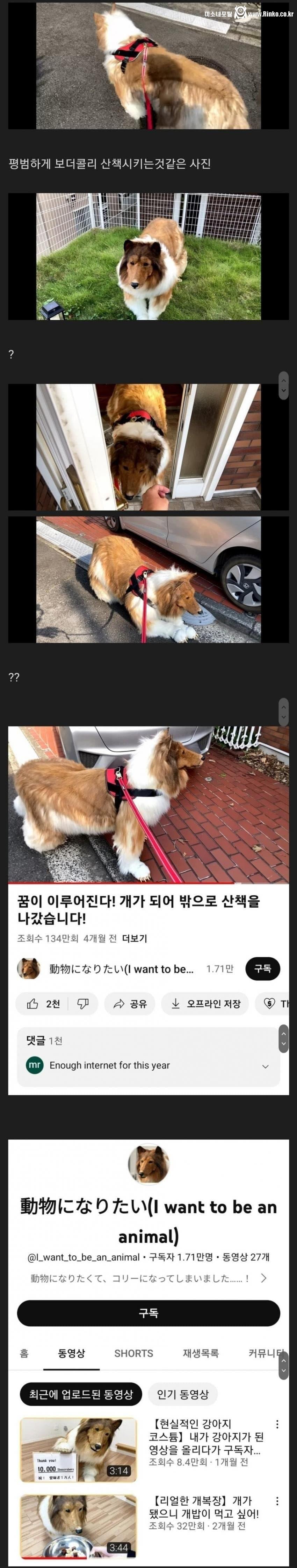 뭔가 수상한 보더콜리 ㄷㄷ