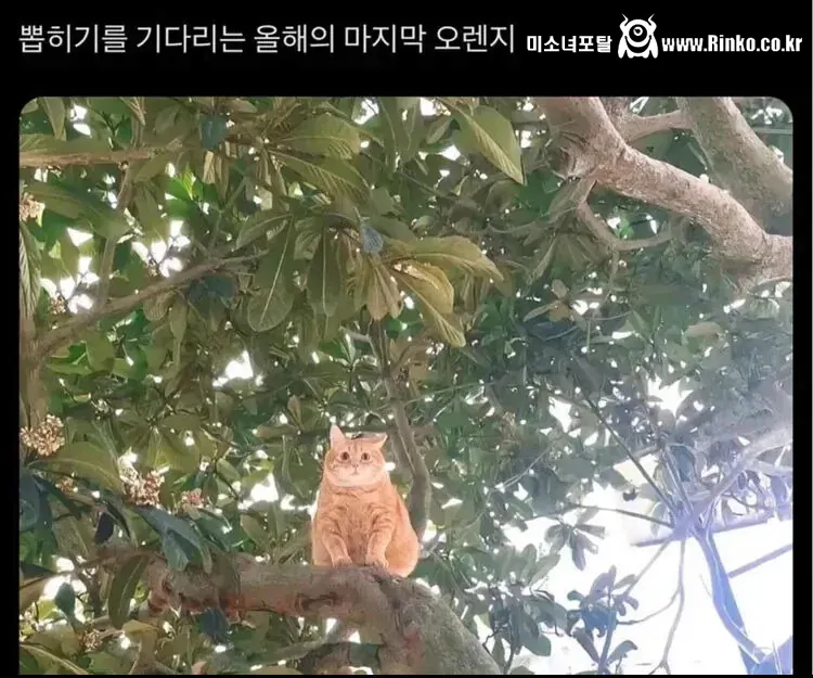 외국에선 치즈냥이를 오렌지라고 부른대