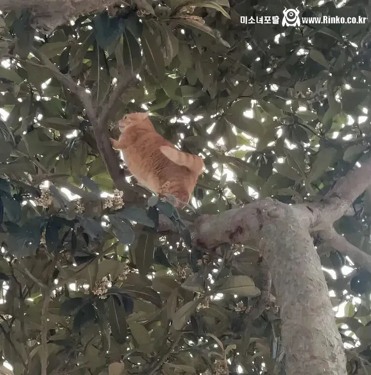외국에선 치즈냥이를 오렌지라고 부른대