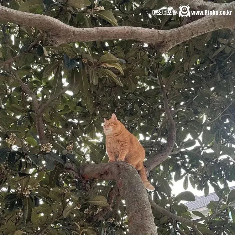 외국에선 치즈냥이를 오렌지라고 부른대