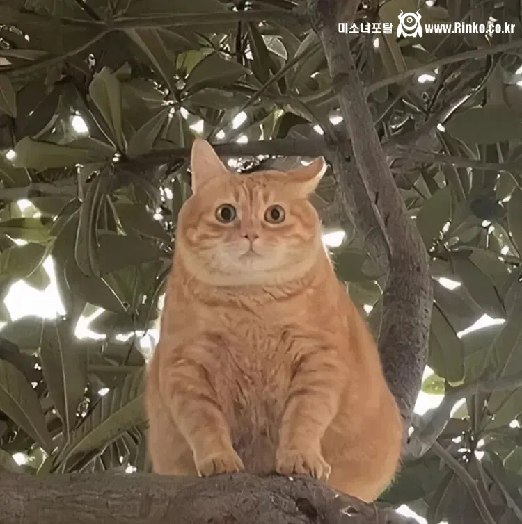 외국에선 치즈냥이를 오렌지라고 부른대