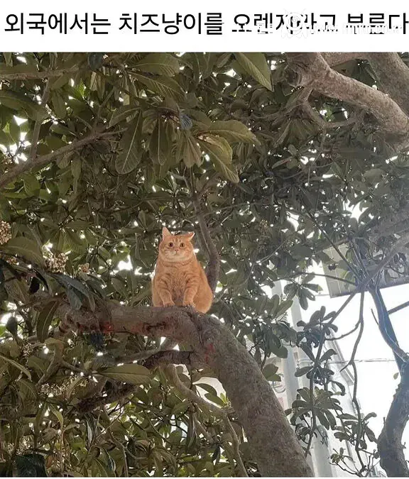 외국에선 치즈냥이를 오렌지라고 부른대